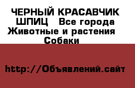 ЧЕРНЫЙ КРАСАВЧИК ШПИЦ - Все города Животные и растения » Собаки   
